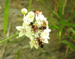 Oncopeltus guttaloides