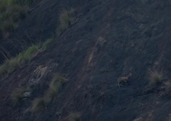 Nilgiritragus hylocrius
