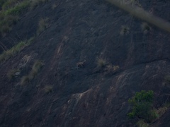 Nilgiritragus hylocrius