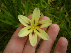 Sparaxis grandiflora