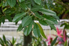 Ficus subpisocarpa
