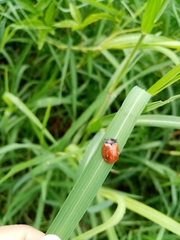 Chelymorpha cribraria