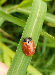 Chelymorpha cribraria