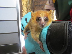 Microcebus rufus