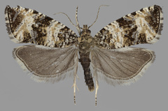 Celypha