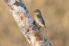 Camarhynchus parvulus parvulus
