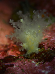 Dendronotus lacteus