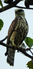 Buteo nitidus