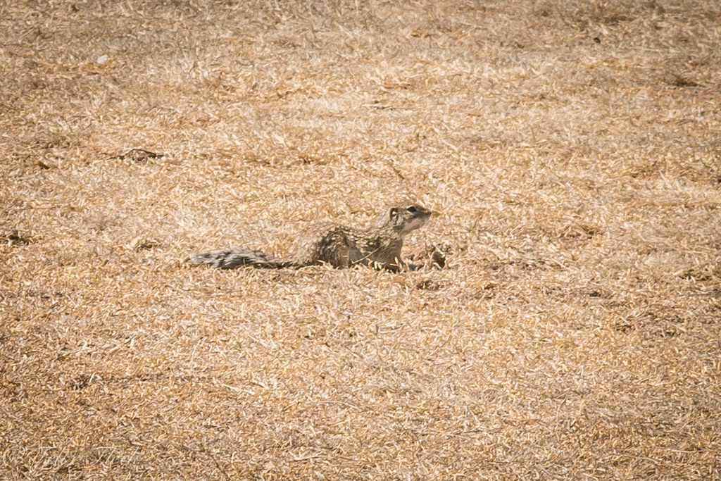 Mexican Ground Squirrel from Mexico City, CDMX, Mexico on April 12