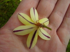 Sparaxis grandiflora
