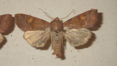 Amphipoea oculea