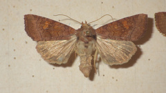 Amphipoea oculea