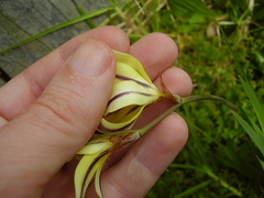 Sparaxis grandiflora
