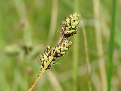 Carex buxbaumii