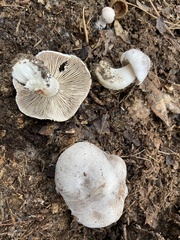 Tricholoma pullum