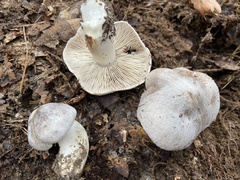 Tricholoma pullum
