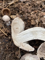Tricholoma pullum