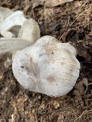 Tricholoma pullum