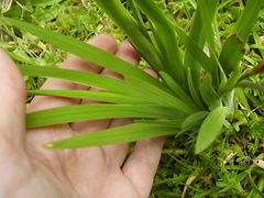 Sparaxis grandiflora