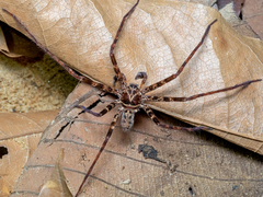 Heteropoda tetrica