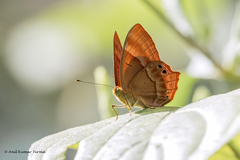 Abisara bifasciata suffusa