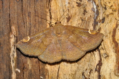 Antiblemma sterope