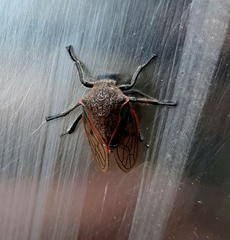 Metcalfiella erecta