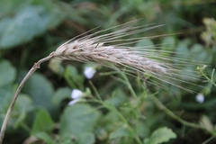 Hordeum vulgare