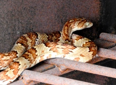 Trimorphodon paucimaculatus