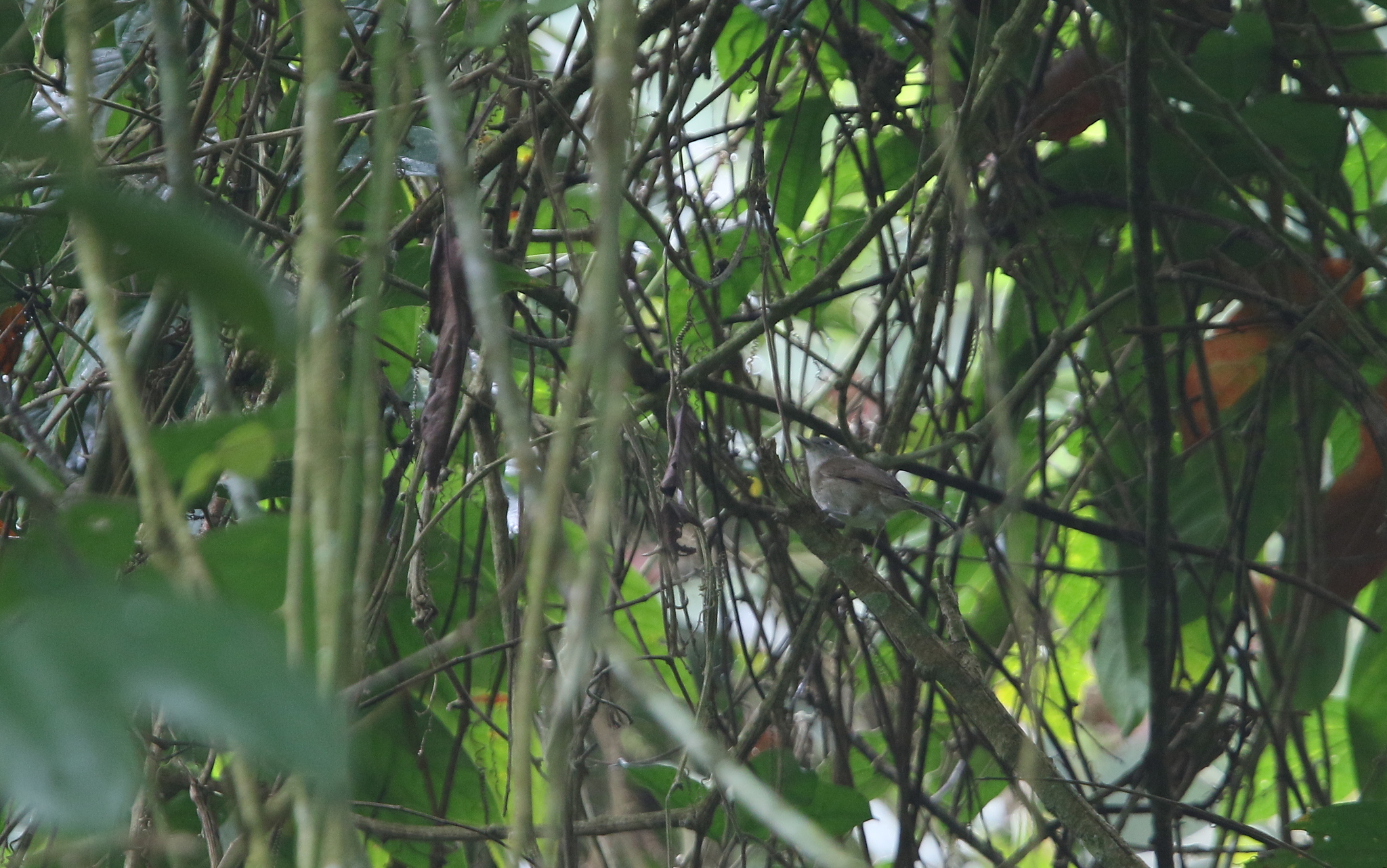 Black-browed Fulvetta (Alcippe grotei), photo 3