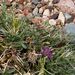 Centaurea pungens - Photo (c) lougarou, algunos derechos reservados (CC BY-NC), subido por lougarou