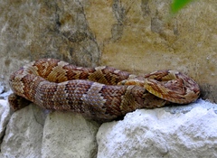 Trimorphodon paucimaculatus