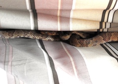 Trimorphodon paucimaculatus