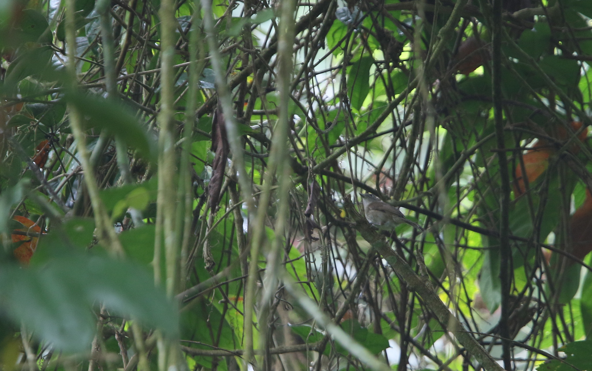 Black-browed Fulvetta (Alcippe grotei), photo 4