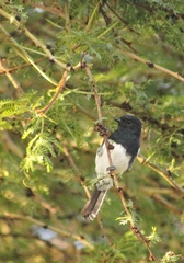 Melaniparus albiventris