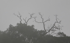 Microhierax melanoleucos