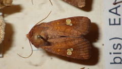 Amphipoea oculea