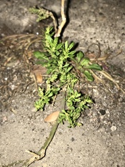 Dysphania ambrosioides