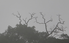 Microhierax melanoleucos