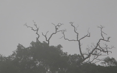 Microhierax melanoleucos