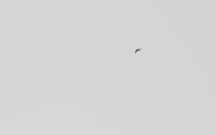 Hirundapus giganteus