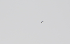 Hirundapus giganteus