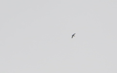 Hirundapus giganteus