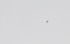 Hirundapus giganteus