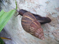 Lissachatina fulica
