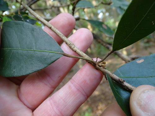 Image of Cola dorrii by (c) Shaun Swanepoel, some rights reserved (CC BY)