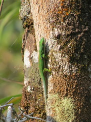 Phelsuma quadriocellata