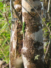 Phelsuma quadriocellata