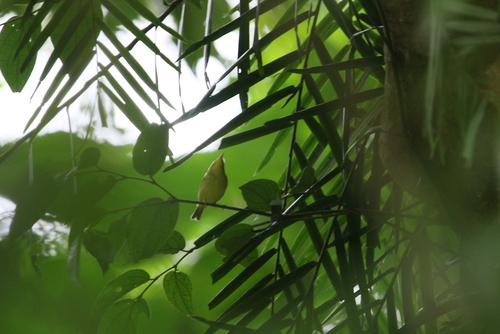 Limestone Leaf Warbler (Phylloscopus calciatilis), photo 6