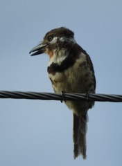 Hypnelus ruficollis